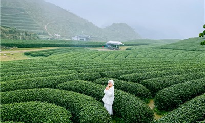 Tour du lịch Mộc Châu - Khám phá cao nguyên yên bình
