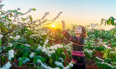 Du lịch Tây Nguyên mùa hoa cà phê