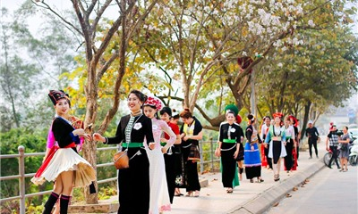 Du lịch Điện Biên ngắm mùa hoa ban trắng